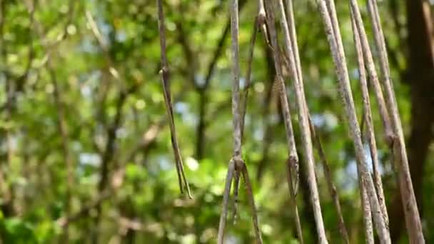 Fotot Visar Tropisk Djungel Mangrove Thickets Utgör Grunden För Sammansättningen — Stockvideo