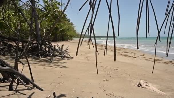 Video Muestra Selva Tropical Los Matorrales Manglar Forman Base Composición — Vídeo de stock