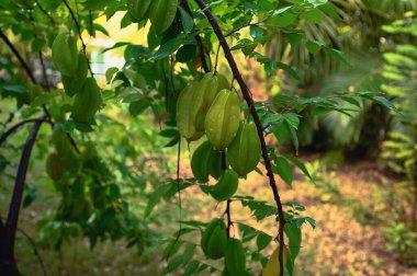 Yağmurdan sonra bitki dalında Carambola çeşitleri. Tropikal özel bahçede büyüyen bir meyve. Starfruit çayı rahatlamak için iyi bir seçim gibi. Yıldız meyvesi yakın çekim.