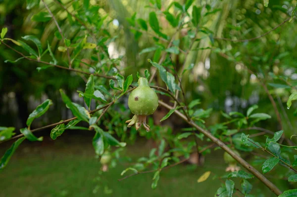 Drzewo Granatowe Tropikalnym Podwórku Owoc Granatu Drzewie Kolor Zielony Młody — Zdjęcie stockowe