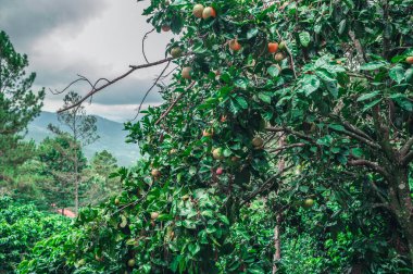 Dağlardaki mandalina ağacı kahve çalılarını kapatır. Mandalina bitkisi, kahve çalıları, mandalina ağacı ve yemyeşil ağacın etrafındaki dağ tepesidir. Citrus mandalinası vahşi patron kafesinde.