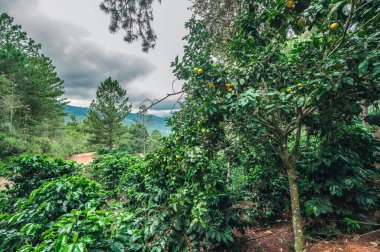 Dağlarda portakal ağacı, kahve çalısı kapanıyor. Mandalina bitkisi, kahve çalıları, mandalina ağacı ve yemyeşil ağacın etrafındaki dağ tepesidir. Citrus mandalinası vahşi patron kafesinde.
