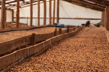 Çiftlikte saf kahve kurutuluyor. Kuru tahıl üretimi. Hangardaki tepsilerde kahve çekirdeği. Tarım süreci ikinci aşamada. Arap kahvesi yaparken tarım zamanı.