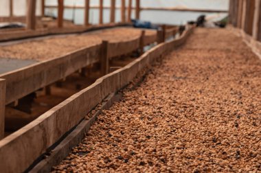 Çiftlikte saf kahve kurutuluyor. Kuru tahıl üretimi. Hangardaki tepsilerde kahve çekirdeği. Tarım süreci ikinci aşamada. Arap kahvesi yaparken tarım zamanı.