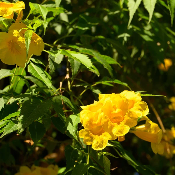 Фотографии Изображены Тропические Желтые Цветы Фиксированные Экзотические Цветы Джунглях Доминиканской — стоковое фото