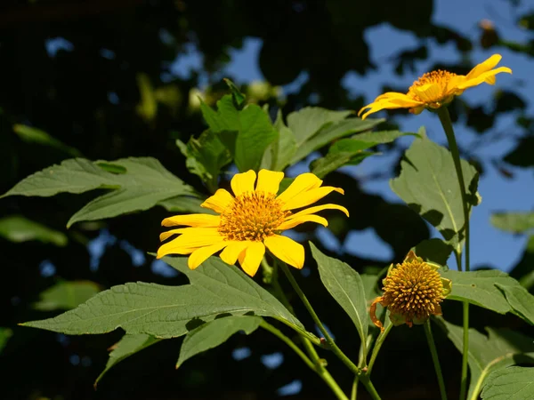 Foto Muestra Flores Amarillas Tropicales Fija Flores Exóticas Los Bosques — Foto de Stock