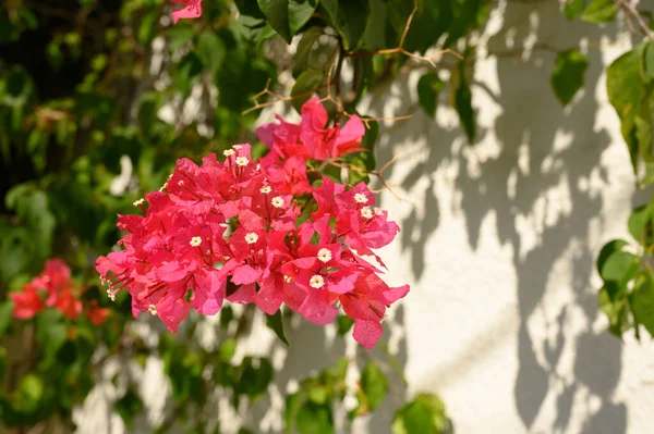 Foto Muestra Flores Rosadas Tropicales Como Buganvilla Fija Flores Exóticas — Foto de Stock