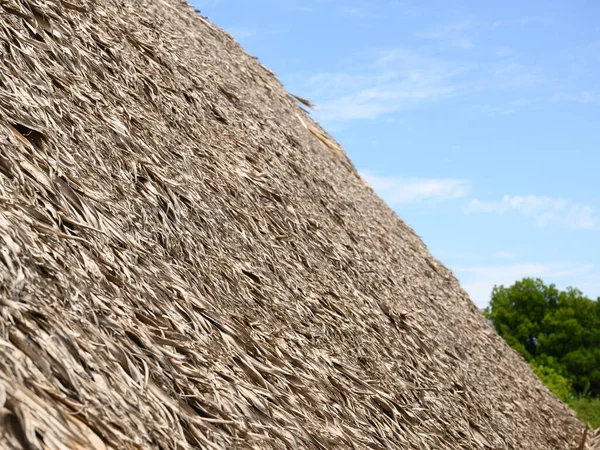 사진은 도미니카 공화국에 야자나무 지붕을 지붕에는 지붕을 초가지 얹는다 카리브해의한 — 스톡 사진