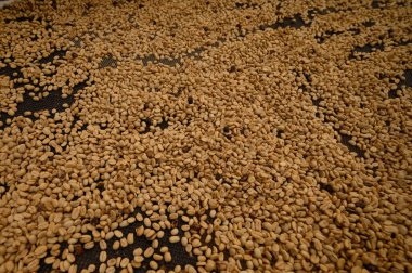 Vahşi kahve, Dominik Cumhuriyeti 'nin dağlarında koloni oluşturan bir tarlaya aitti. Arap kahvesi hazırlarken saf çiğ kahve çekirdeği..