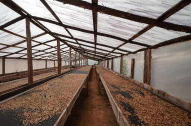 Sonbahar mevsiminde kahve toplama zamanı. Cappuccino için kahve yetiştiriyorum. Tahta kutuda kahve çekirdeği topluyorum. Çiftlik tarımında tarla kahvesi.