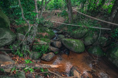 Dağ ormandaki dev kayaların arasına dağılmış. Tropikal bitkiler ve taze otlarla dolu bir su gagası. Nehir taşlarının farklı boyutlara ve renklere sahip olduğu egzotik ormanlarda vahşi yaşam..