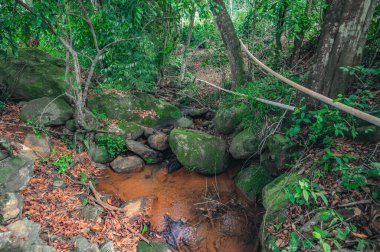 Weald 'daki büyük kayaların arasındaki dağ rünü. Tropikal bitkiler ve taze otlarla dolu dağ tepecikleri. Nehir taşlarının farklı boyutlara ve renklere sahip olduğu egzotik ormanlarda vahşi yaşam..