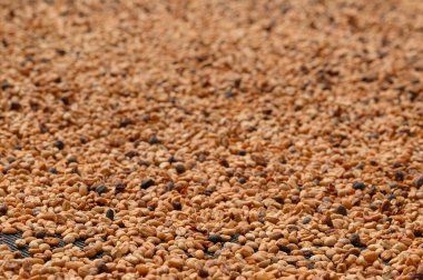 Çiftlikte kahve kurutma makrosu. Kuru tahıl üretimi. Hangardaki tepsilerde kahve çekirdeği. Tarım süreci ikinci aşamada. Arap kahvesi yaparken çiftlik zamanı. Kahve çekirdeğinin desenli yakın çekimi..