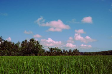 Sabah Dominik Cumhuriyeti 'nde çekilmiş bir pirinç tarlasının fotoğrafı. Orta menzilli mercekle doğal koşullarda çekilmiş bir pirinç tarlası fotoğrafı.