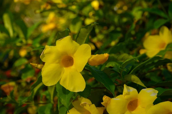 Photo Yellow Flower Taken Jungle Dominican Republic Just Rain Photo — Foto Stock