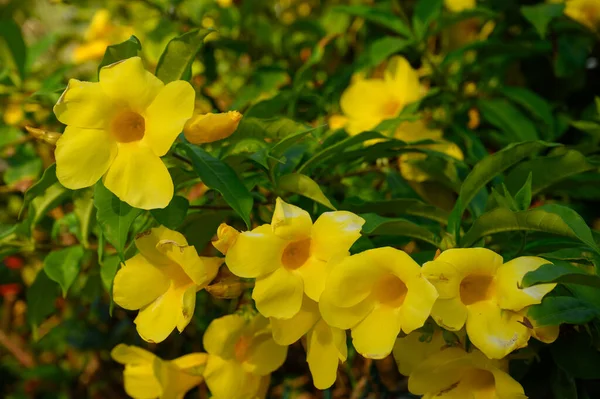 Photo Yellow Flower Taken Jungle Dominican Republic Just Rain Photo — Stock Fotó