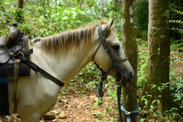 Fotoğraf bir atı gösteriyor, kafasının ve vücudunun bir kısmının yakın çekimi. Fotoğraftaki aygır beyaz. Resim ormanda dinlenen bir atı gösteriyor. Atın dilini nasıl uzattığını görebiliyoruz.
