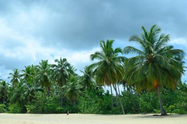 Dominik sahil hava durumu fırtına palmiyelerinden sonra
