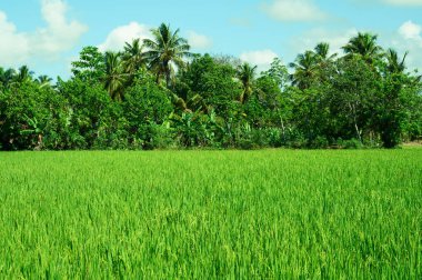 Sabah Dominik Cumhuriyeti 'nde çekilmiş bir pirinç tarlasının fotoğrafı. Orta menzilli mercekle doğal koşullarda çekilmiş bir pirinç tarlası fotoğrafı.