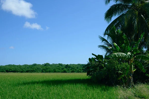 Foto Una Plantación Arroz Tomada República Dominicana Por Mañana Foto — Foto de Stock