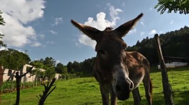 Video 4K, yeşil çimenli tarlada iki eşekle birlikte. Köydeki eşek gibi kırsal hayvanlar. Arka plan yeşil çimenlik ve Jennet 'le mükemmel mavi gökyüzü. Eşek portresi..