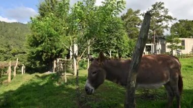 Video 4K, yeşil çimenli tarlada iki eşekle birlikte. Köydeki eşek gibi kırsal hayvanlar. Arka plan yeşil çimenlik ve Jennet 'le mükemmel mavi gökyüzü. Eşek portresi..