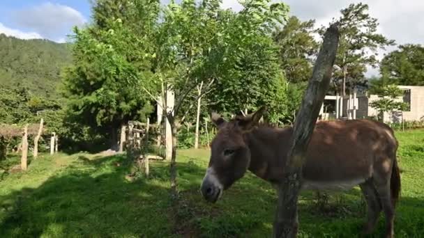 Video Two Donkeys Slope Farm Field Green Grass Domestic Rural — Wideo stockowe