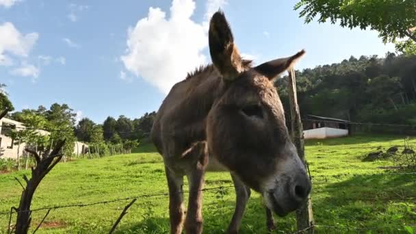 Vídeo Con Dos Burros Pendiente Campo Granja Hierba Verde Animales — Vídeos de Stock