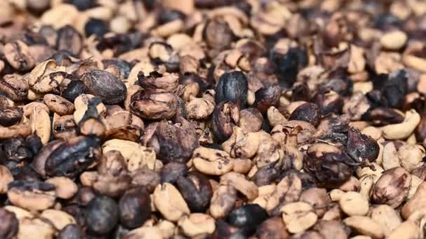 Video Coffee Beans Taken Mountains Dominican Republic Coffee Farm Dry — Stockvideo
