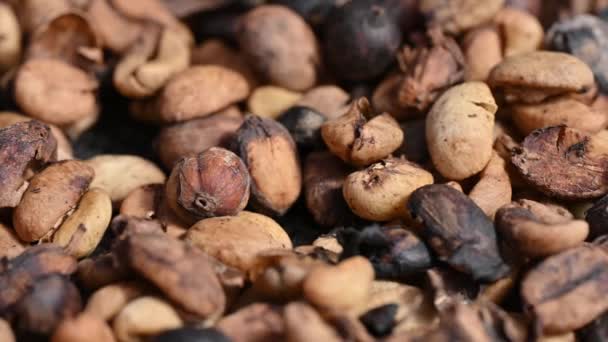 Caffe Macchiatto Textured Coffee Beans Backgrounds Coldbrew Beans Coffee Drying — Stockvideo