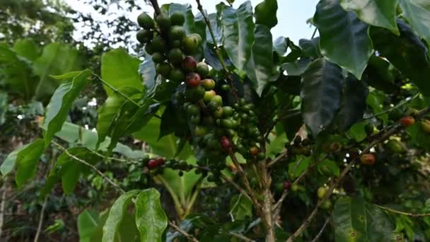 Koffieplantage Dominicaanse Republiek Wild Terrein Groeien Voor Het Verzamelen Van — Stockvideo