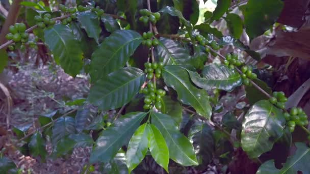Koffie Hacienda Wild Terrein Groeien Voor Het Verzamelen Van Biologische — Stockvideo
