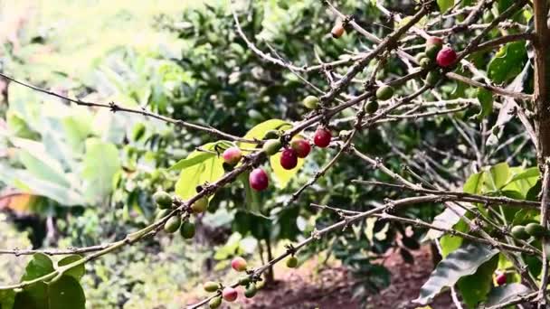 Café Dominicano Terreno Selvagem Crescendo Para Coleta Grãos Orgânicos Plantação — Vídeo de Stock