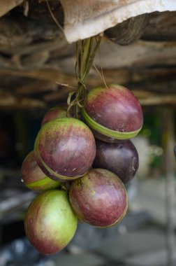 Fotoğraf birkaç mor tropikal meyve gösteriyor. Bir meyve kesilerek açılır ve içi görünür hale gelir. Caimito meyvesi Dominik Cumhuriyeti ormanına özgüdür..