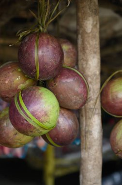 Fotoğraf birkaç mor tropikal meyve gösteriyor. Bir meyve kesilerek açılır ve içi görünür hale gelir. Caimito meyvesi Dominik Cumhuriyeti ormanına özgüdür..