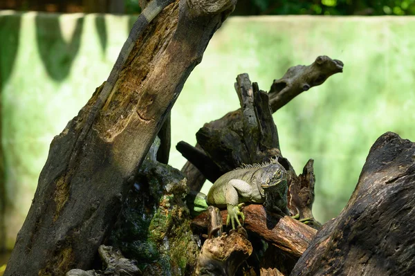 Foto Muestra Una Gran Iguana Verde Parque Sobre Tronco Árbol — Foto de Stock