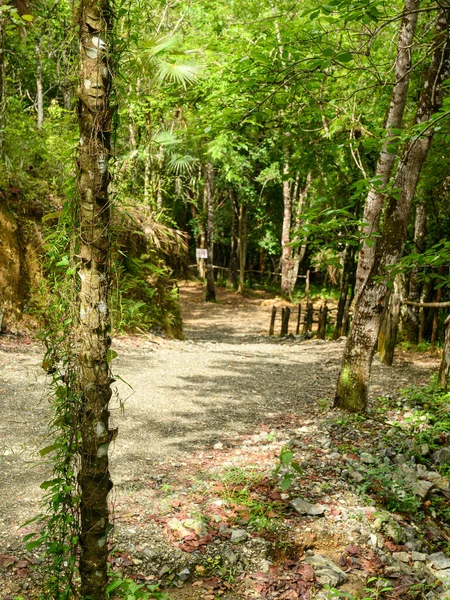 Fotoğraf Yağmur Ormanlarındaki Bir Yolu Gösteriyor Yol Ormanın Iki Tarafında — Stok fotoğraf