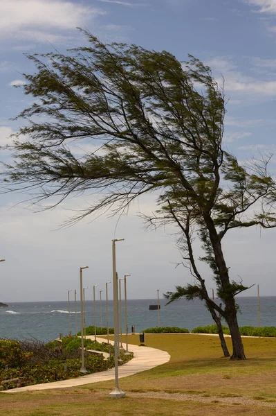 Fotoğraf Atlantik Okyanusu Nun Kıyı Bölgesinde Bir Park Alanını Gösteriyor Stok Fotoğraf