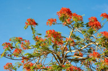 Fotoğraf egzotik bir serbest ağacı gösteriyor. Karayip adasında yetişiyor. Egzotik bitki kırmızı çiçeklerle çiçek açar. Tropikal iklimden dolayı çok az yeşilliği var..