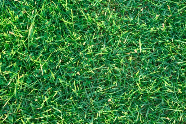 Das Foto Zeigt Ein Grünes Rasenmuster Jeder Grashalm Ist Gut — Stockfoto