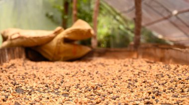 Dominik Cumhuriyeti dağlarında bir kahve çiftliğinde çekilmiş kahve çekirdekleri fotoğrafı. Kuru kahve fotoğrafı doku veya kahve üretim teknolojisi için mükemmeldir..