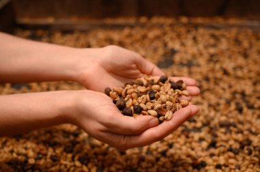 Dominik Cumhuriyeti dağlarında bir kahve çiftliğinde çekilmiş kahve çekirdekleri fotoğrafı. Kuru kahve fotoğrafı doku veya kahve üretim teknolojisi için mükemmeldir..