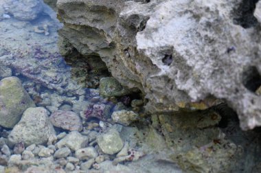 Fotoğraf deniz tabanını mercan kayalıklarında gösteriyor. Orada bir sürü deniz kestanesi görebilirsiniz. Atlantik Okyanusu biyolojik çeşitliliğini düşük gelgitte gösterdi. Deniz yaşamı onların doğal ortamında bulunur..