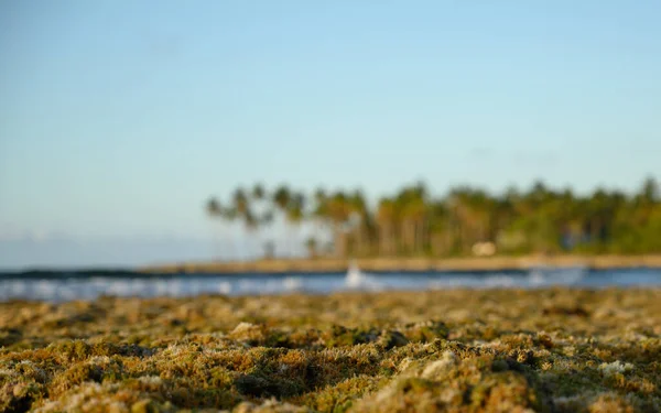Fotografie Ukazuje Mořské Dno Korálovém Útesu Kde Můžete Vidět Spoustu — Stock fotografie