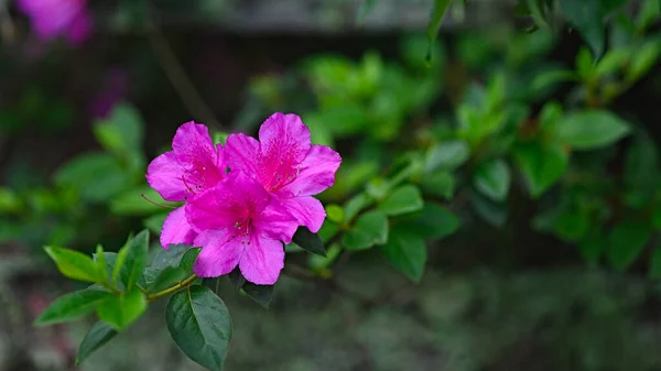 Egzotyczny Kwiat Azalii Został Znaleziony Wysoko Górach Dominikany Zdjęcie Zrobiono — Zdjęcie stockowe