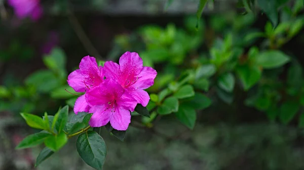 Fleur Exotique Azalée Été Trouvée Haut Dans Les Montagnes République — Photo