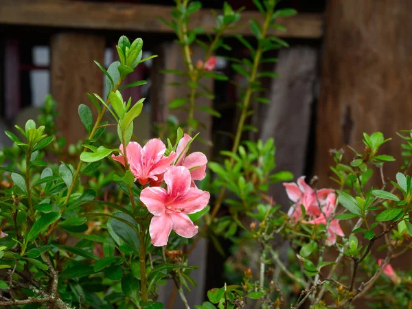 Εξωτικό Λουλούδι Αζαλέα Βρέθηκε Ψηλά Στα Βουνά Της Δομινικανής Δημοκρατίας — Φωτογραφία Αρχείου