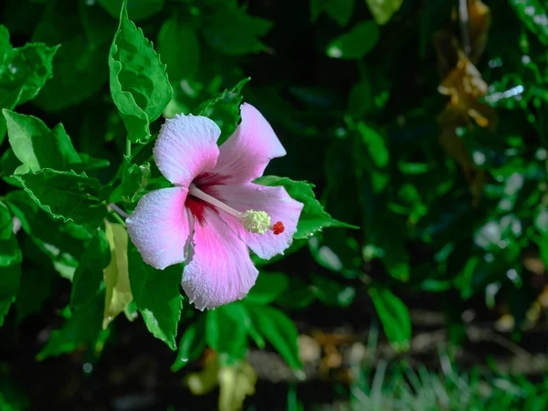 Photo Taken Dominican Republic April Early Cloudless Morning Photo Taken — Stock Photo, Image