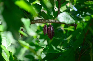 Kakao meyvesi kakao ağacının üzerinde yer alır. Kakao meyvesi ormanda doğal olarak yetişir. Orman bize kakao bitkileri veriyor. Olgun kahverengi kakao. Tropik bir ağaçta iki parça yetişir..