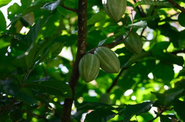 Kakao meyvesi kakao ağacının üzerinde yer alır. Kakao meyvesi ormanda doğal olarak yetişir. Orman bize kakao bitkileri veriyor. Olgun kahverengi kakao. Tropik bir ağaçta iki parça yetişir..